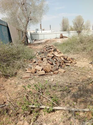 عامل تفطيع حطب عامل تقطيع و تشليخ حطب قصص شجر قصص نخل
