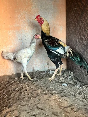 دجاج باكستاني اصلي