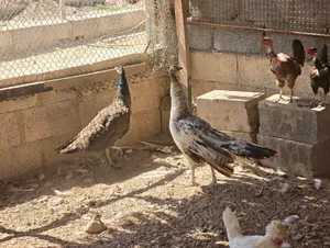 إناث طاؤوس2 للبيع بصحه جيده مطلوب 150