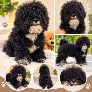 Male and female toy poodle and maltipoo puppy available healthy playful puppies