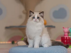 Pedigree Ragdoll Female Kitten Available