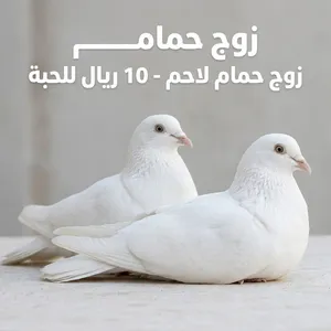 طيور للبيع اقرا الوصف