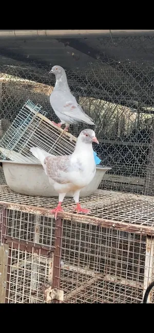 حمام لاحم هجين
