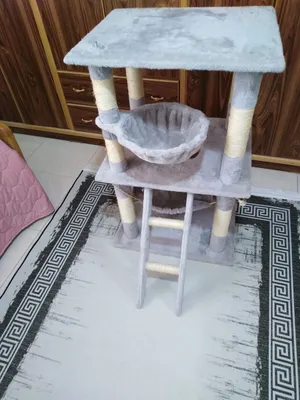 خداشة خداشة قطط للبيع
