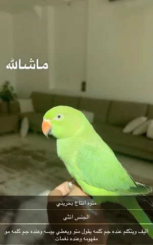 للبيع بغبغاء اليفه