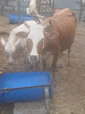 بقر للبيع جمله او مفرد