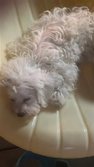 مالتيبو عمر 3 اشهر Maltipoo 3 months old