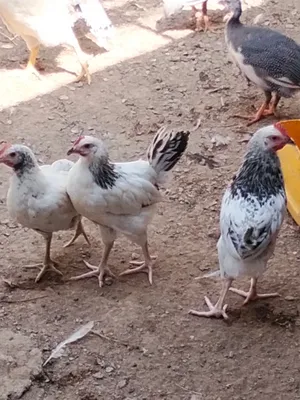دجاج فرنسي بيور