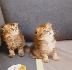Very beautiful Scottish male and female kittens available for 1200