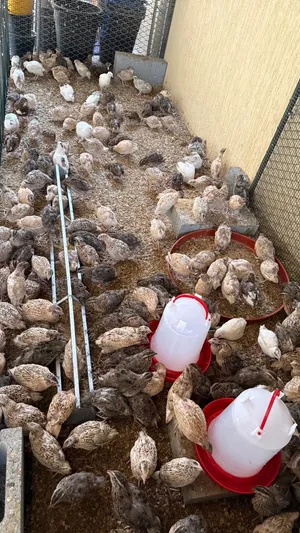 للبيع فري بالجملة العمر شهرين