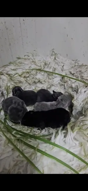 Dwarf rabbits أرانب القزم