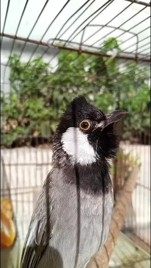 بلبل عراقي يغرد