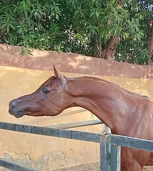 حصان عربي اصيل بجميع الاوراق اخر جمال