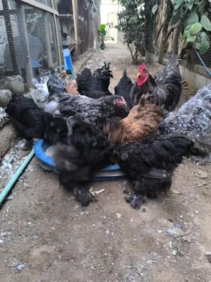 دجاج براهما