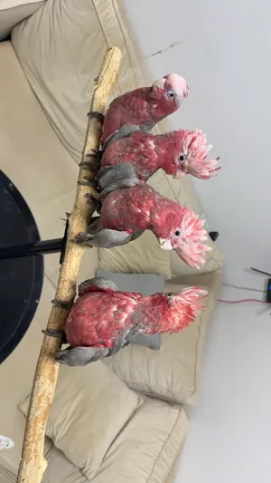 كوكاتو قالا Galah Cockatoo