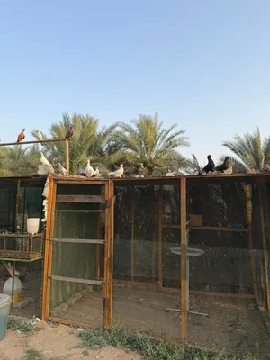 حمام زينه + سوري