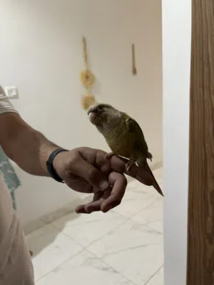 طائر كينيور للبيع