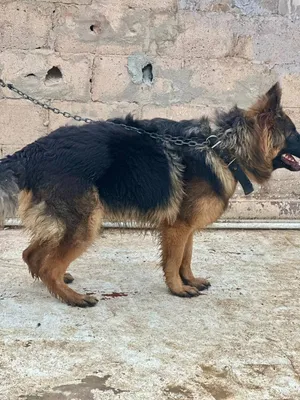 ولف لونق هير العمر سنه وربع اشهر