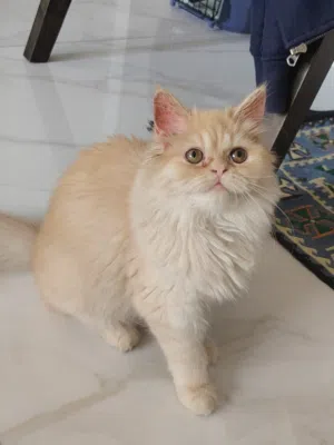 RE: Persian ( Female Kitten)
