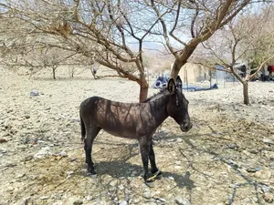 حمار دغم مره ما عليه كلام