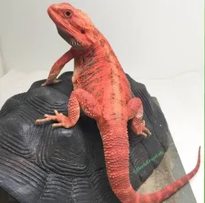 Red morph bearded dragon juvenile very active and healthy