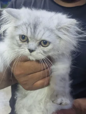 Persian 2mois