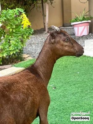 صخله من حلال صلالي النادر جدا