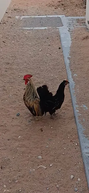 حبحب عمانيه