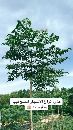 شتلات اشجار زانزلخت