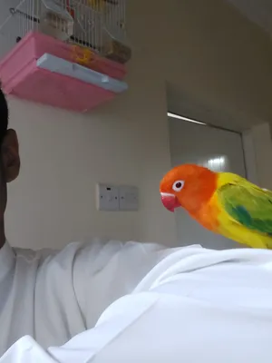 ببغاء فيشر ذكر عمره 4اشهر اليف