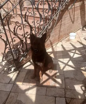 جيرمن شيبرد