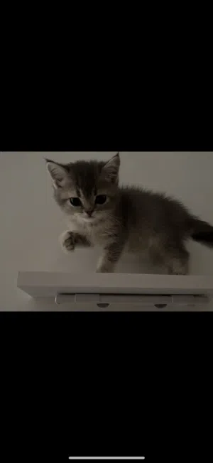 قطط للبيع سكوتش فولد