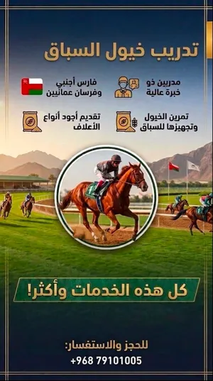 محتاجين فارس يركب تمرين خيل سباق