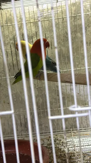 Love bird very beautiful color 400 aed