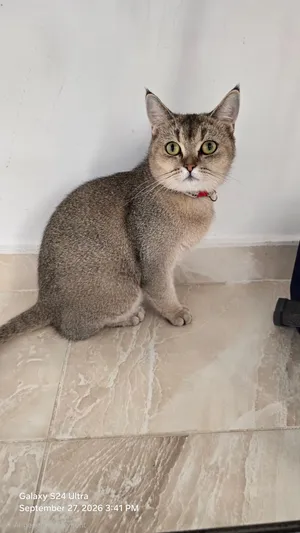 انثى سكوتش منتجه