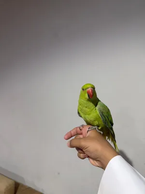 ببغا دره اليف