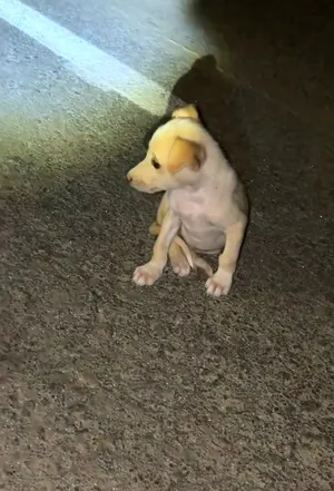السلام عليكم  كلب جولدن لايف صغير عمره شهرين