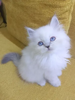 انثي راجدول شهرين Two-month-old female Ragdoll