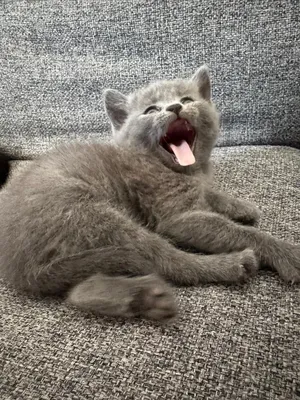 700AED British Shorthair Kittens purebred