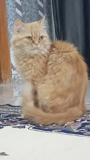 قطة أنثى نوع هملايا  لون مشمشي، مابيها لا مرض ولا اي شي، تلعب وصغيره نوعا ما