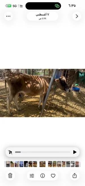 للبيع بقره تهجين عشااااار