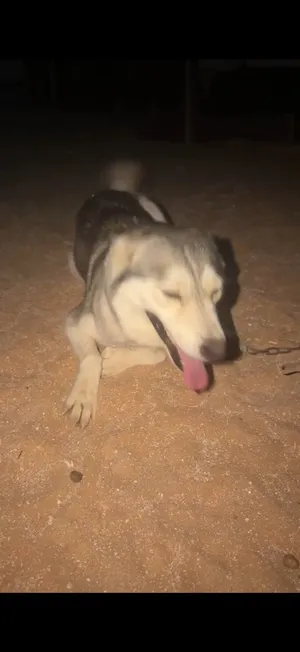كلبه هاسكي