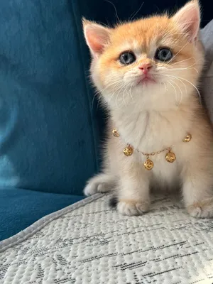 Britsh short hair بريتش شورت هير