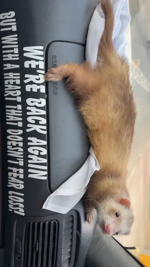 نمس الاوروبي ferret