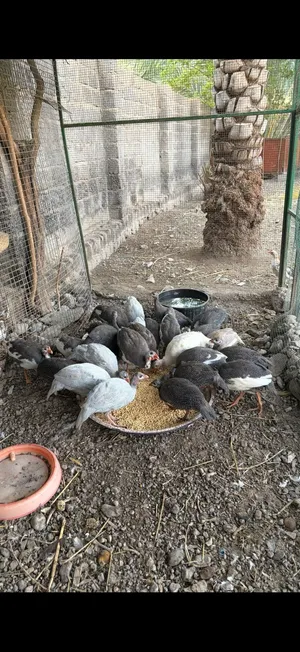 دجاج حبشي .
