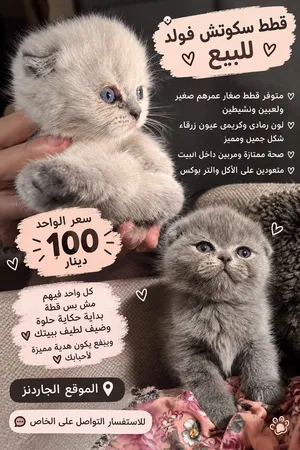 قطط جميله ولطيفه