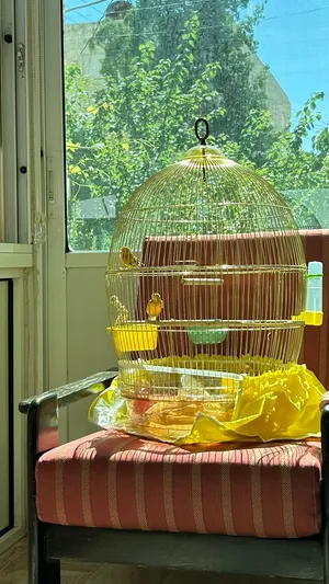 قفص عصفور ذهبي كبير بسعر 20 دينار Birds Cage