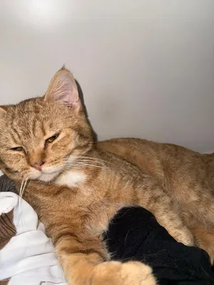Two pets cat one is britsh short hair , other ginger cat mix ,loving playing , لتر بوكس يعرف