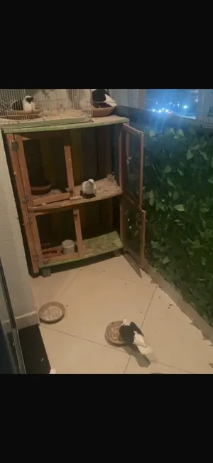 حمام لل بيع 3 بواظ 11 بناني