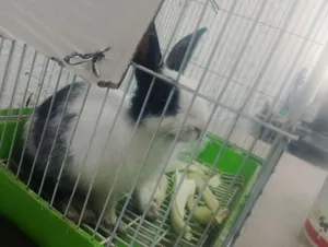 ارنب حجم كبير ونشاطة